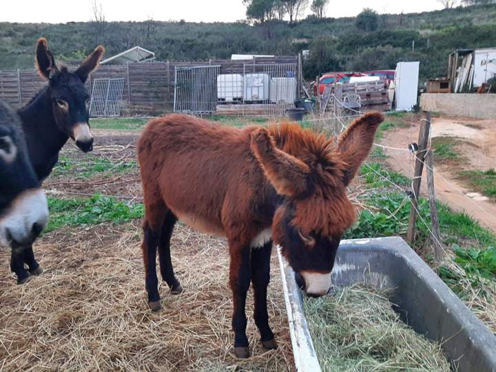 Donkey education Gard