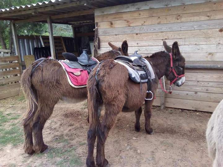 Donkey education Gard