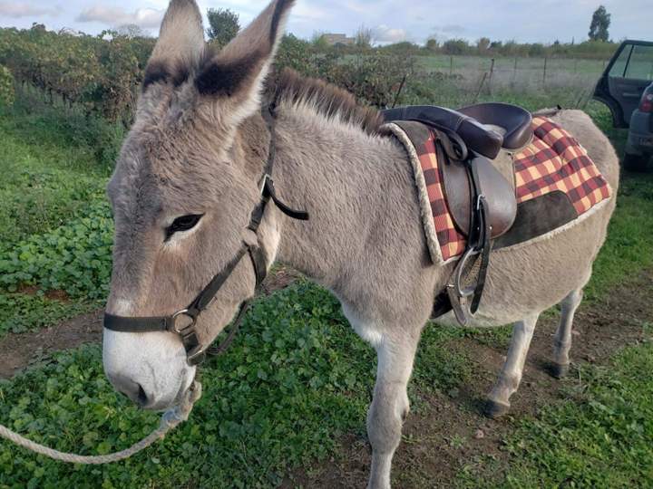 Donkey education Gard