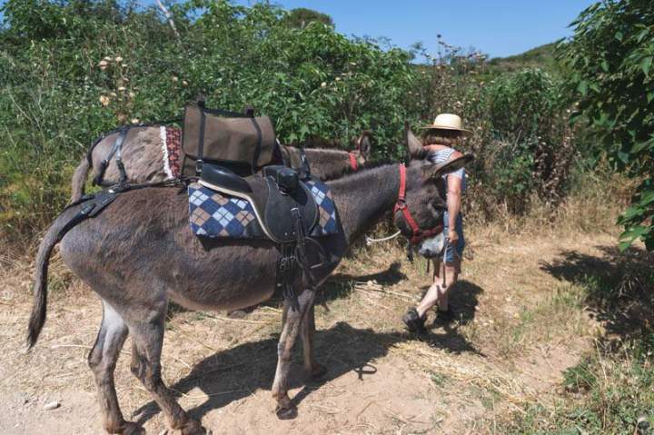 ASINERIE CAP ANE (13)