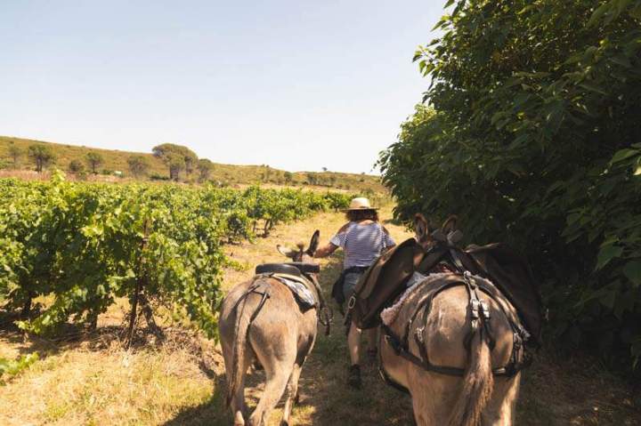 ASINERIE CAP ANE (14)