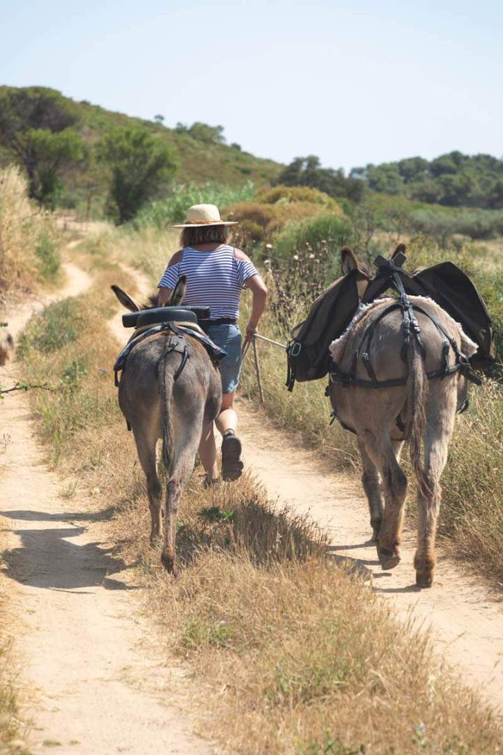 ASINERIE CAP ANE (19)