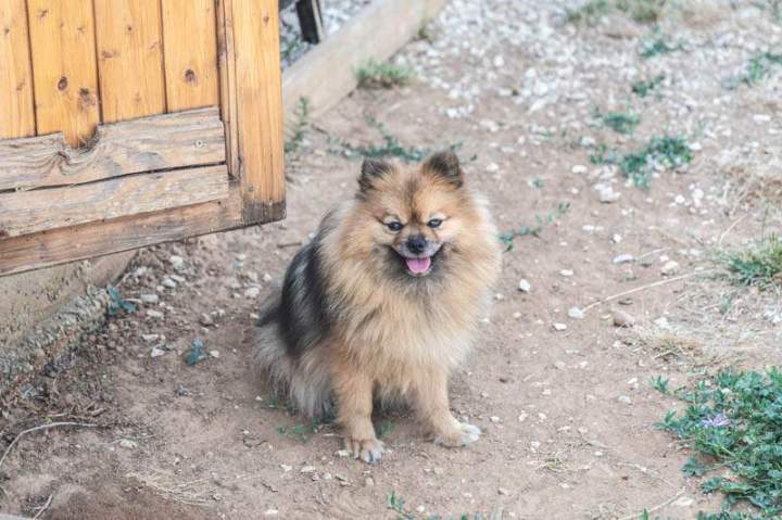 ASINERIE CAP ANE (1)