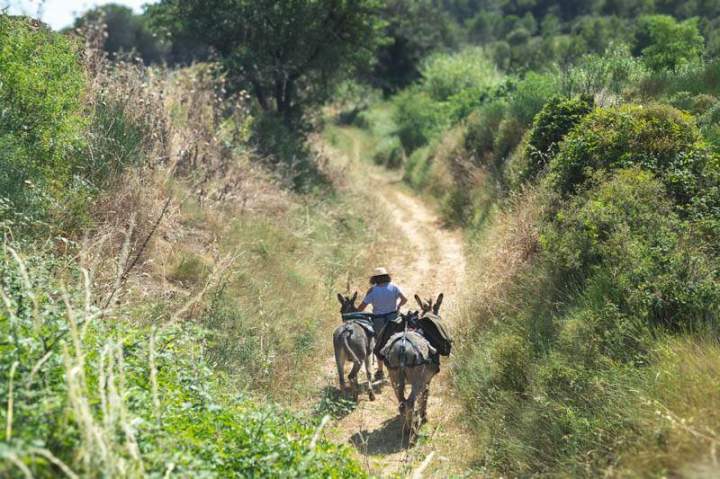 ASINERIE CAP ANE (20)