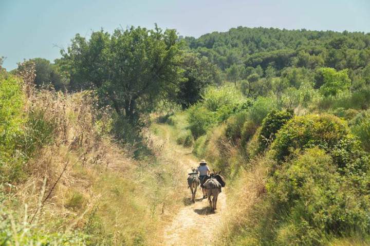 ASINERIE CAP ANE (21)