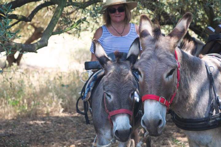 ASINERIE CAP ANE (29)