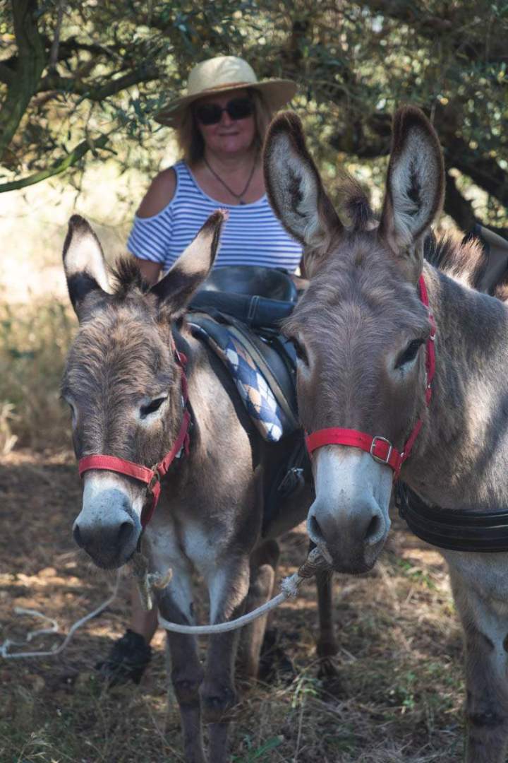 ASINERIE CAP ANE (30)