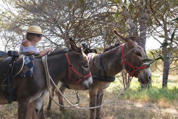 ASINERIE CAP ANE (32)