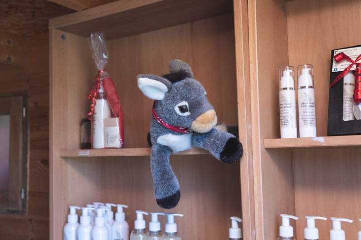 ASINERIE CAP ANE (35)