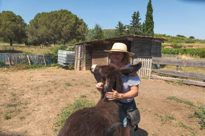 ASINERIE CAP ANE (9)