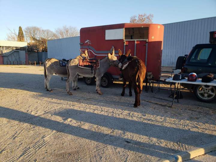 Donkey rides Gard