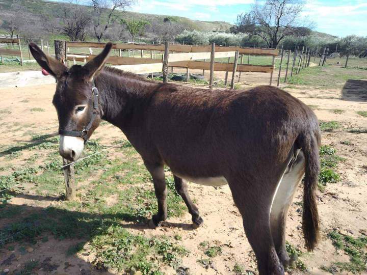 Donkey Education in Gard